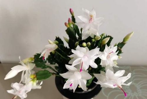 特别干燥的地方，如何养花才能让花朵绽放