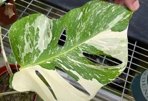 袖珍叶子发白？试试用这种方法