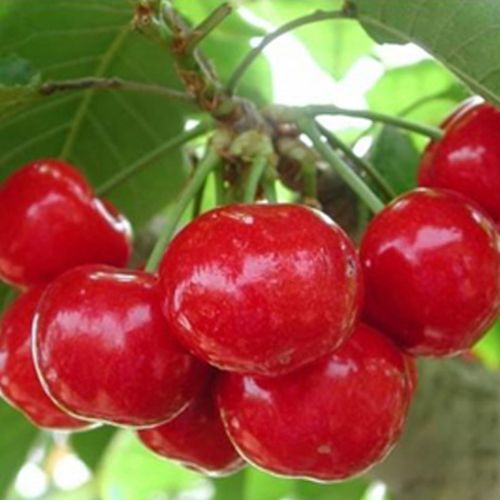 常规杂交育种：创造优良新品种