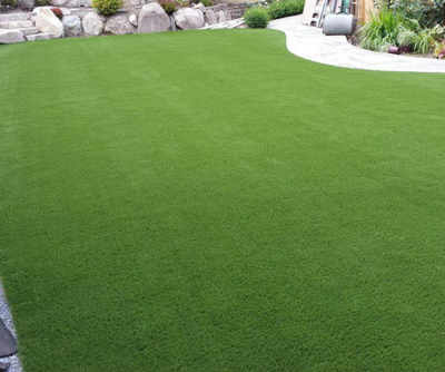 庭院树下草坪种植指南：耐阴又美观的选择