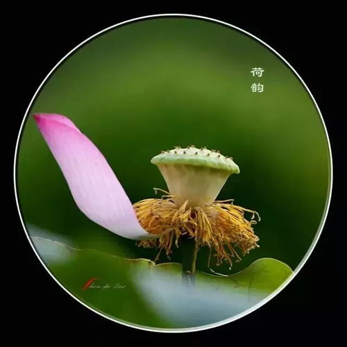 佛莲花开，禅意盎然