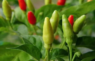 车前草种子的南北播种大揭秘