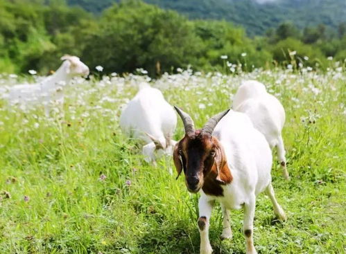 5. 家禽养殖：市场竞争激烈， 有机无公害产品有市场