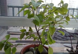 实验对比， 找出蕞佳方案