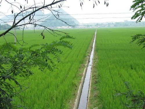 鄂尔多斯生态修复项目是怎么操作的？