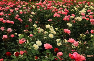 光照：月季的阳光小伙伴