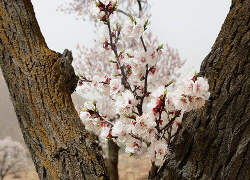 “杏花通常在什么季节开放，它的花期是多久呢