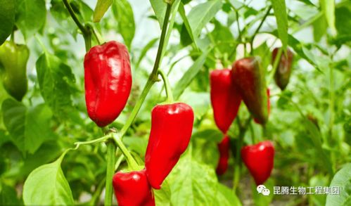 五彩椒种植的最佳时间是什么？不同地区又有哪些差异呢
