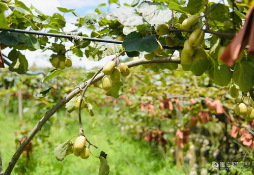 油茶树种植需要哪些土壤和气候条件