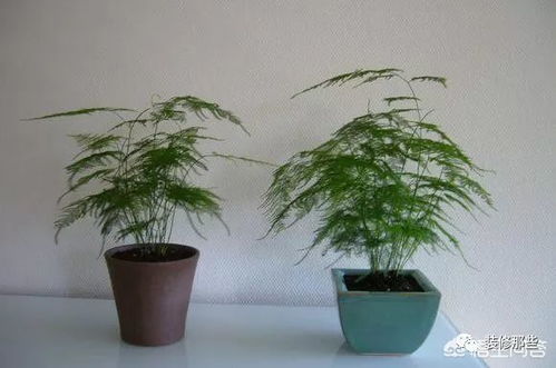 室内盆栽文竹如何浇水？保持土壤微湿是关键吗
