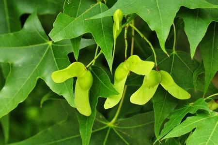 元宝枫种子不发芽的痛苦经历