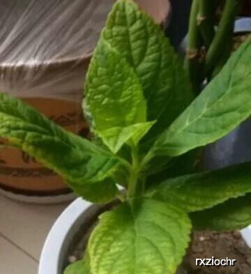 原因五：病虫害