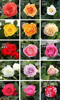 品种差异：线上线下月季各不同