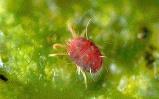 二氯烟酸与其他防治方法的结合