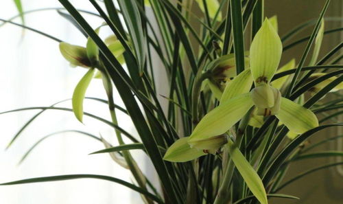 1. 苔藓：小巧玲珑，清新自然