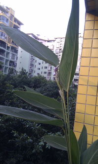 美人蕉叶子的独特之处