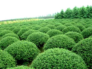 不同规格海桐球的价格差异