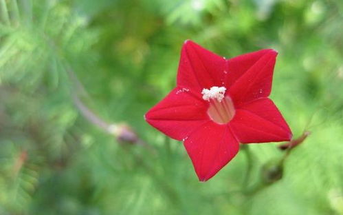 五角星花象征着光明与胜利，它的花语又是什么呢