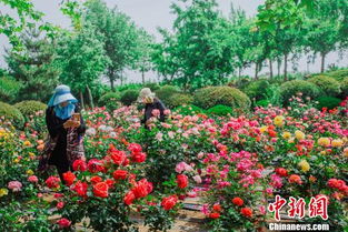 月季的种植历史