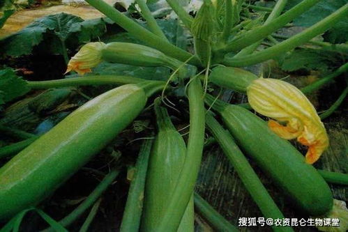西葫芦生长后期，缺肥怎么办？