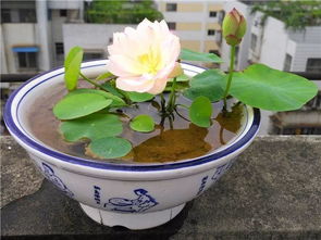 碗莲和月季， 夏天的代表花卉