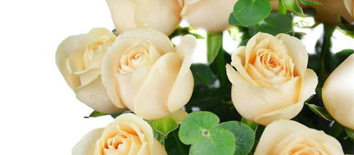 8朵香槟玫瑰花语：纯洁的爱情