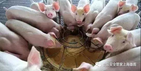 饲料配方达标，霉菌毒素为何成了猪的隐形杀手