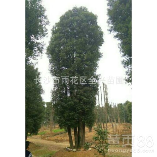 丛生香樟的生态环境和文化价值有哪些