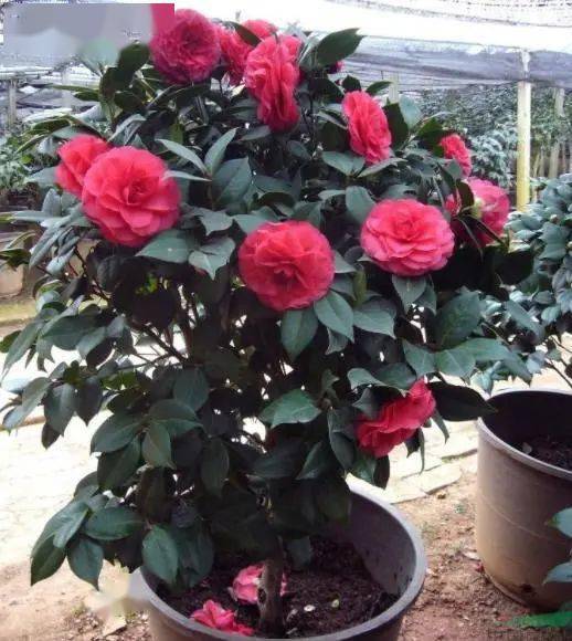 茶花室内养护光照通风很重要，那么在光照不足的室内环境
