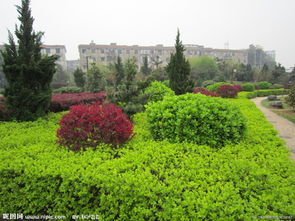 马路花池里的常驻嘉宾有哪些？