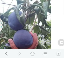 云南适合种植哪些水果？有哪些水果在云南种植最适宜