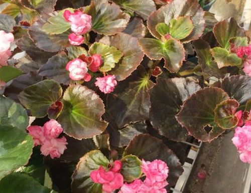 3. 四季海棠：四季常开，观赏价值高