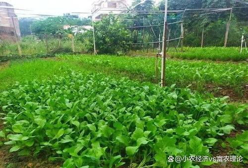 夏至来临， 蔬菜种植大揭秘