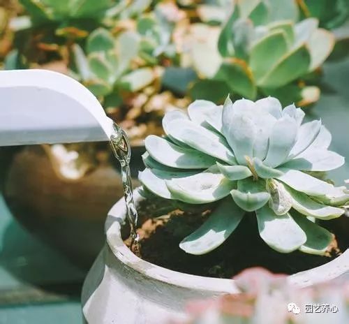 水葫芦冬天怎么种？如何安全过冬