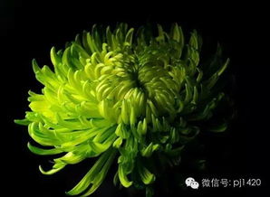 绿菊花，清新自然