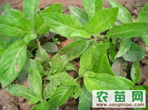 苗菜种植指南：快速掌握高效栽培技巧