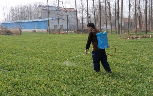防范蚜虫是关键
