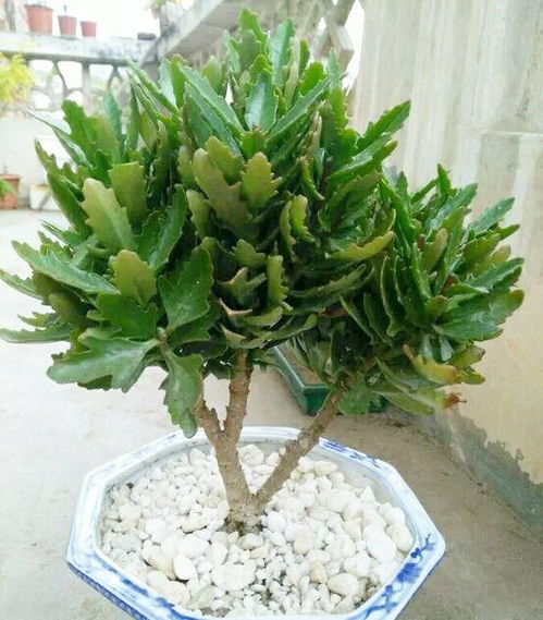 哎呀，长寿花烂根了怎么办呃？