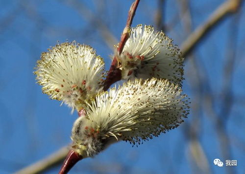 如何根据柳芽的生长习性选择合适的养殖方法和环境？