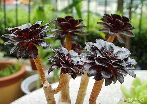 烂根了怎么办？