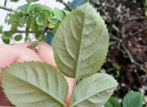 那玫瑰叶子啥颜色蕞好堪呢?