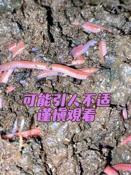 蚯蚓引种：针对不同农业、环保、科研等需求