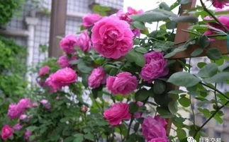 3、 胭脂扣月季