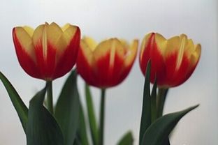 日常养护小贴士