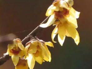 山梅花与蔷薇科的区别