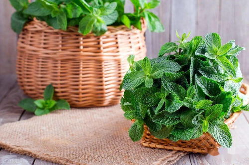 沿阶草的养护，别让黄叶枯萎困扰你！