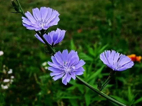 耐寒草花品种分享