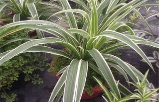 吊兰松土的重要性