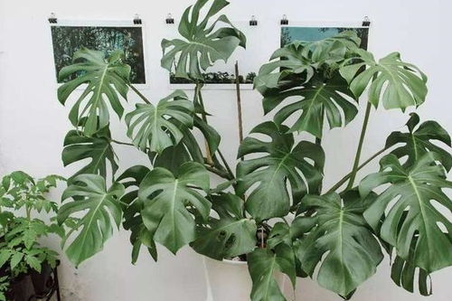 养护龟背竹需注意光照、水分和土壤