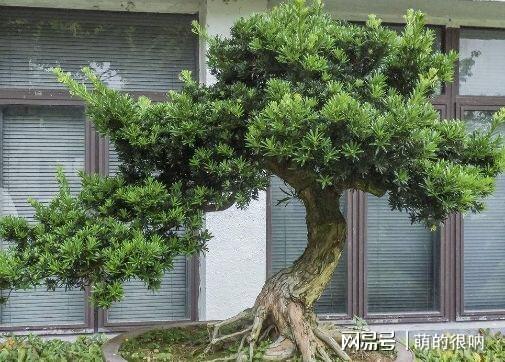 盆景榕树养护技巧，如何让枝繁叶茂